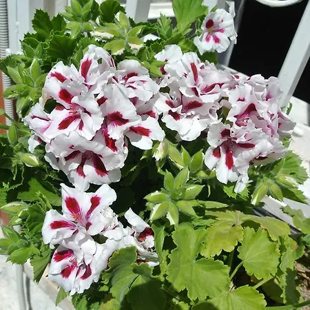 Bed and breakfast La Palese 3*